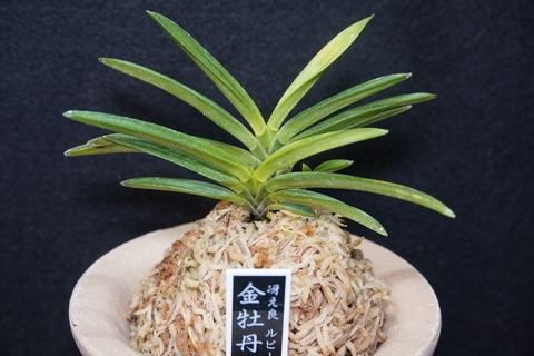 富貴蘭（葉芸）の商品一覧 | 【桜井園芸web shop】 富貴蘭/長生蘭/石斛