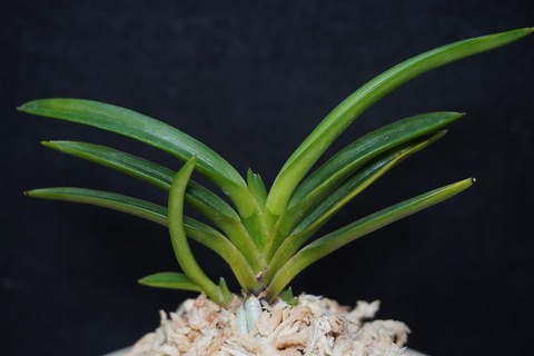 富貴蘭　赤煉瓦(現品限り) 生花/即納】富貴蘭 秋紅錦(3.5寸鉢)※花は咲いていません - 花材