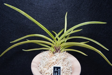 富貴蘭「土佐雲龍」