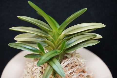 桜井園芸web shop】 富貴蘭/長生蘭/石斛 通販専門店