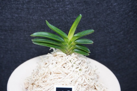 桜井園芸web shop】 富貴蘭/長生蘭 通販専門店