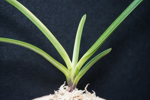 桜井園芸web shop】 富貴蘭/長生蘭/石斛 通販専門店