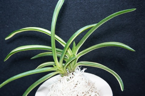 桜井園芸web shop】 富貴蘭/長生蘭/石斛 通販専門店