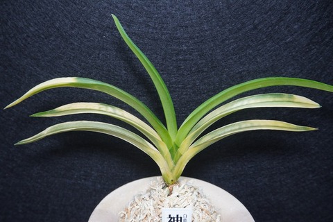 商品一覧 | 【桜井園芸web shop】 富貴蘭/長生蘭 通販専門店