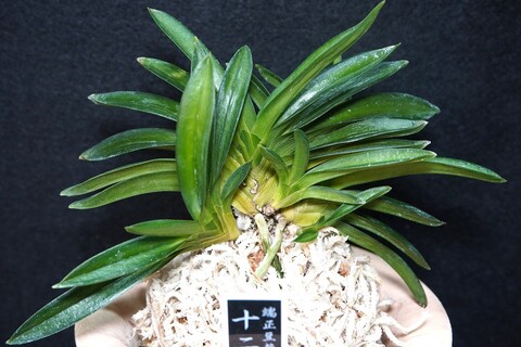 富貴蘭（葉芸）の商品一覧 | 【桜井園芸web shop】 富貴蘭/長生蘭/石斛