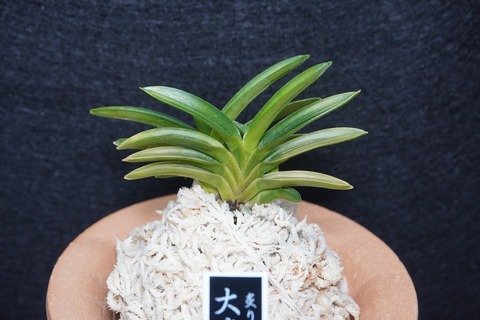 富貴蘭「大鷹虎」