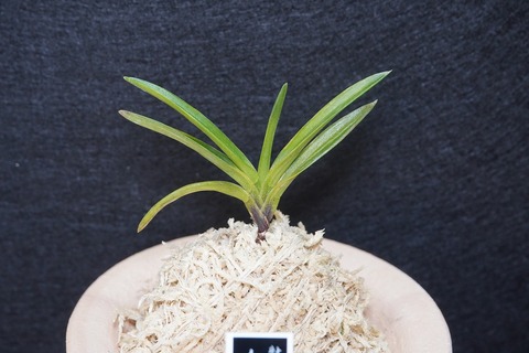 富貴蘭「金牡丹」