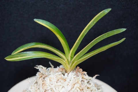 富貴蘭】 千載錦（せんざいにしき）/ 花 古典植物 フウラン