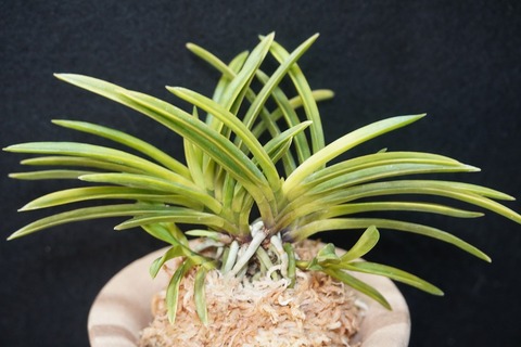 桜井園芸web shop】 富貴蘭/長生蘭/石斛 通販専門店