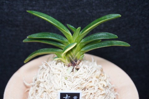 富貴蘭「大鷹丸縞」