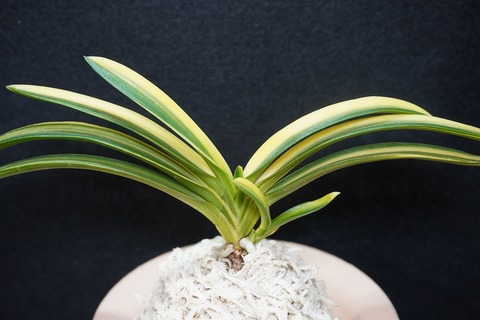 富貴蘭の商品一覧 | 【桜井園芸web shop】 富貴蘭/長生蘭/石斛 通販専門店