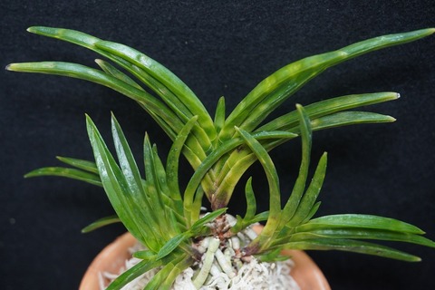 富貴蘭「金光星」