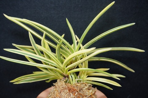 桜井園芸web shop】 富貴蘭/長生蘭/石斛 通販専門店