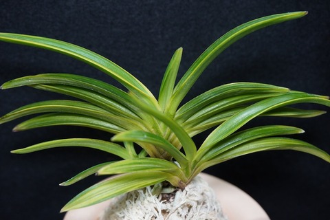 富貴蘭「雪中松」