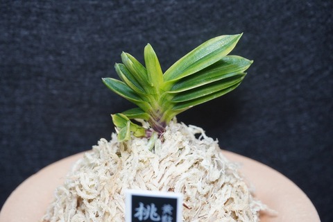 富貴蘭「桃山香」