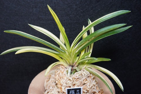 桜井園芸web shop】 富貴蘭/長生蘭 通販専門店