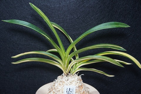 桜井園芸web shop】 富貴蘭/長生蘭 通販専門店