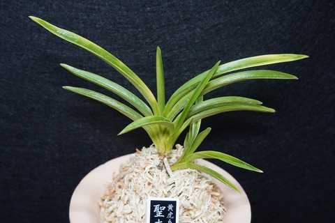 桜井園芸web shop】 富貴蘭/長生蘭/石斛 通販専門店