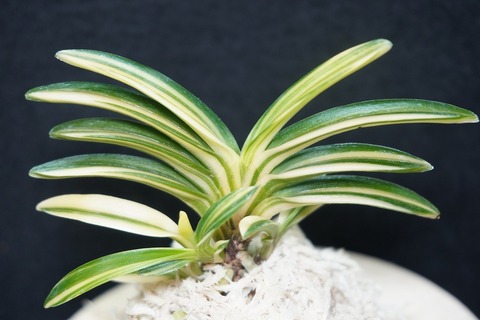 富貴蘭　花物、覆輪、縞、紅花、大株立ちコルク原木着生 2025年最新】Yahoo!オークション -風蘭 富貴蘭の中古品・新品