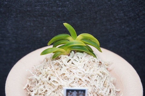 富貴蘭「渡月橋」