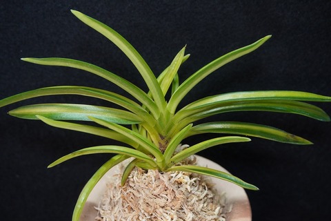 富貴蘭（葉芸）の商品一覧 | 【桜井園芸web shop】 富貴蘭/長生蘭/石斛