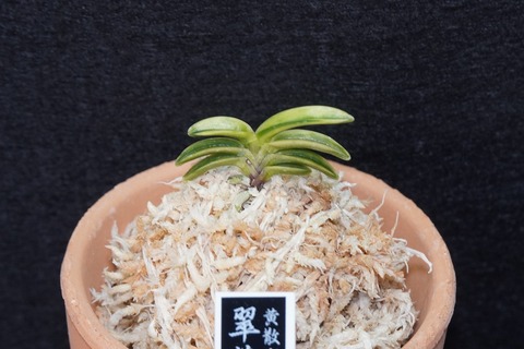 富貴蘭「翠華錦」