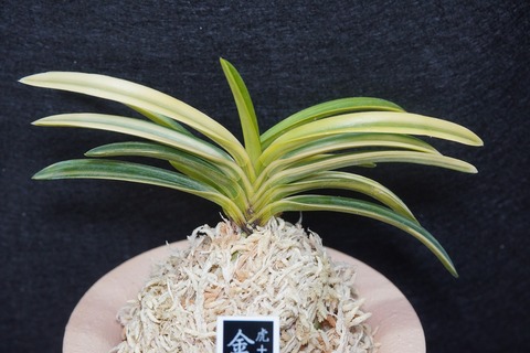 富貴蘭「金冠」