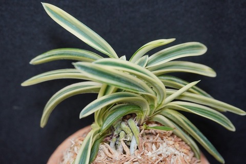 富貴蘭　赤煉瓦(現品限り) 生花/即納】富貴蘭 秋紅錦(3.5寸鉢)※花は咲いていません - 花材