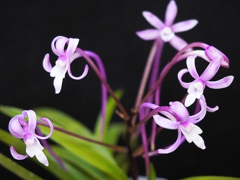 富貴蘭「紅天狗」