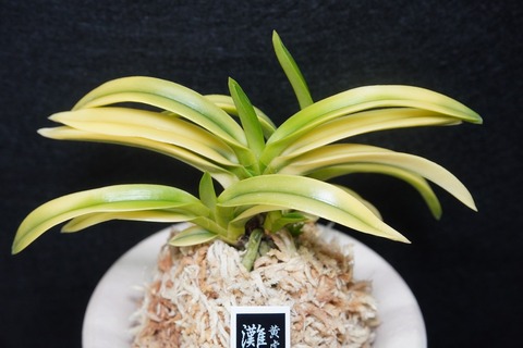 桜井園芸web shop】 富貴蘭/長生蘭 通販専門店