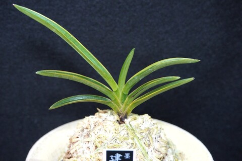 富貴蘭（葉芸）の商品一覧 | 【桜井園芸web shop】 富貴蘭/長生蘭/石斛