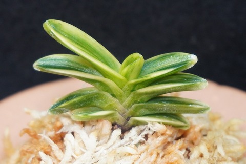 桜井園芸web shop】 富貴蘭/長生蘭/石斛 通販専門店