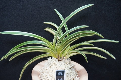 桜井園芸web shop】 富貴蘭/長生蘭/石斛 通販専門店