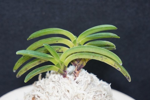 富貴蘭の商品一覧 | 【桜井園芸web shop】 富貴蘭/長生蘭/石斛