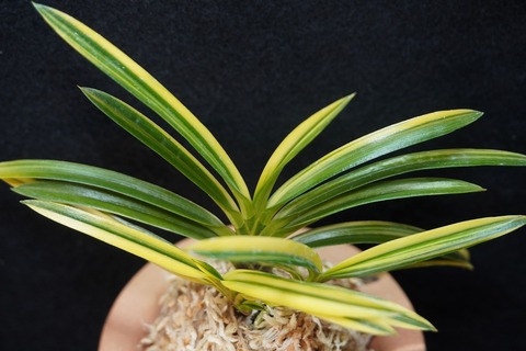 富貴蘭「金兜」