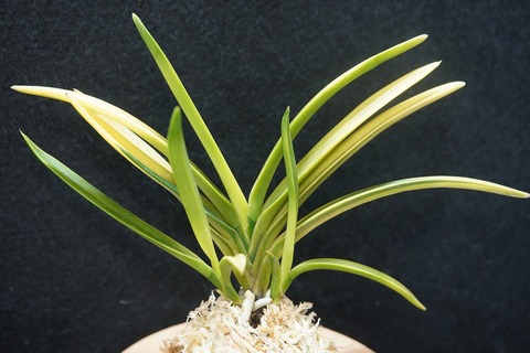 富貴蘭「新月殿」