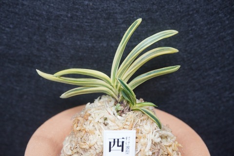 桜井園芸web shop】 富貴蘭/長生蘭 通販専門店