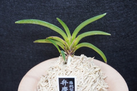 桜井園芸web shop】 富貴蘭/長生蘭 通販専門店