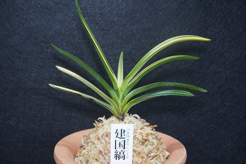 桜井園芸web shop】 富貴蘭/長生蘭 通販専門店