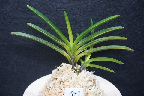 桜井園芸web shop】 富貴蘭/長生蘭 通販専門店
