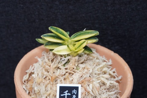 富貴蘭「千載錦」