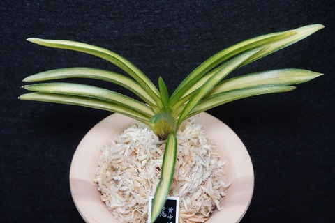 桜井園芸web shop】 富貴蘭/長生蘭/石斛 通販専門店