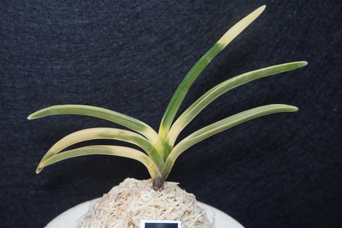 富貴蘭「日向猛虎」