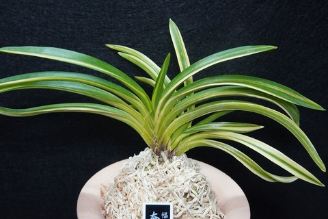 富貴蘭「奄美白縞」