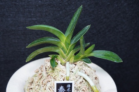 桜井園芸web shop】 富貴蘭/長生蘭 通販専門店