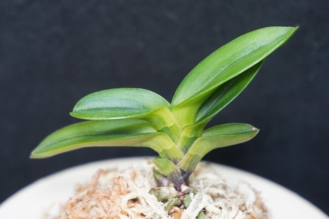 商品一覧 | 【桜井園芸web shop】 富貴蘭/長生蘭/石斛 通販専門店