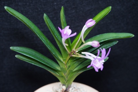 商品一覧 | 【桜井園芸web shop】 富貴蘭/長生蘭 通販専門店