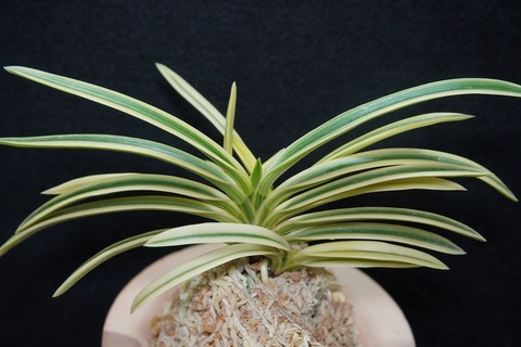 富貴蘭「満月」