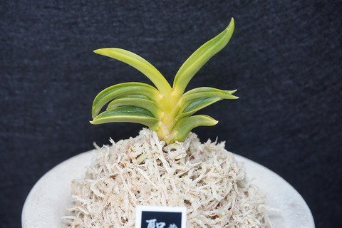 富貴蘭「聖弥呼」