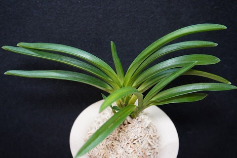 富貴蘭「薫風」